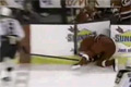 Bild från Ihopklipp på hockeysnuttar