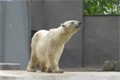 Bild från Dansande björn i zoo
