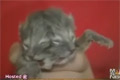 Bild från En Katt Med Två Ansikten