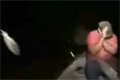 Bild från Hoppande fiskar