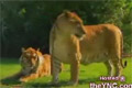 Bild från Liger
