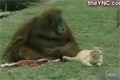 Bild från Katt och orangutang