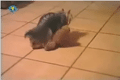 Bild från Sugen liten hund