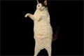 Bild från Kitty cat dance