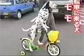 Bild från Cyklande hund