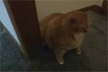 Bild från 40 kilos katt