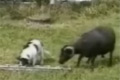 Bild från Get vs hund