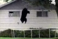 Bild från Bear vs. Trampoline