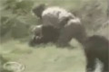 Bild från Chimpansattacken