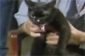 Bild från Två tungor på katt