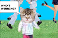 Bild från Kattvideo