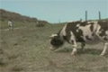 Bild från Cow fight