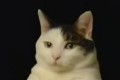 Bild från Katt dans