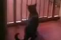 Bild från Katt försöker hoppa över staket.