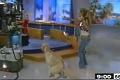 Bild från Hund skiter i en tv-studio.