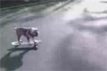 Bild från Skateboardhunden