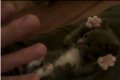 Bild från Söt kattunge