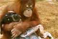 Bild från Orangutang och hund