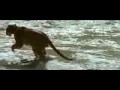 Bild från The Bear Film by Jean Jacques Annaud