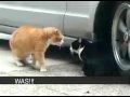 Bild från Otrohetsdrama med katter