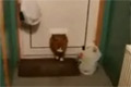 Bild från Katt fastnar i dörrlucka