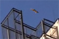 Bild från Otrolig parkour katt som lever livet