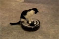 Bild från Skön katt glider runt