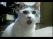 Bild från Rädd katt
