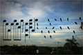 Bild från Birds on the Wires