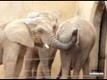 Bild från Ofräsch elefant