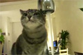 Bild från Katt dricker på sitt eget vis