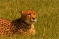 Bild från Gepard springer fort
