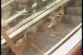 Bild från Ankor fast i rulltrappa