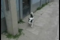 Bild från Smart klättrande hund