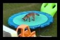 Bild från ★ Funny Video - America's Funniest Home Videos Trampolines Montage part 415