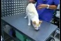 Bild från Så avaktiverar man en katt