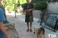 Bild från Dogs Fail Compilation 2011