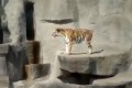 Bild från Fågel attackerar tiger på ett zoo