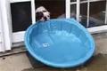 Bild från Smart hund försöker dra in sin pool i huset