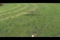 Bild från Cool video på uggla i slowmotion