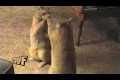 Bild från CuteWinFail: Copy Cat