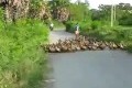 Bild från Duck-pocalypse