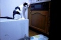 Bild från Katt startar catfight