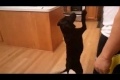 Bild från This Dog Shows It All - HILARIOUS!