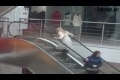 Bild från Blondin i rulltrappa FAIL