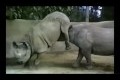 Bild från ★ Crazy Animal Edition - America's Funniest Home Videos