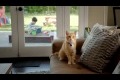Bild från En katt tar en funderare
