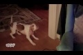 Bild från Dog Hates Richard Simmons