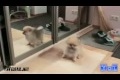 Bild från Best Fails Of The Week 1 December 2011