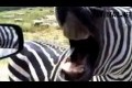 Bild från Zebra says Hello WIN